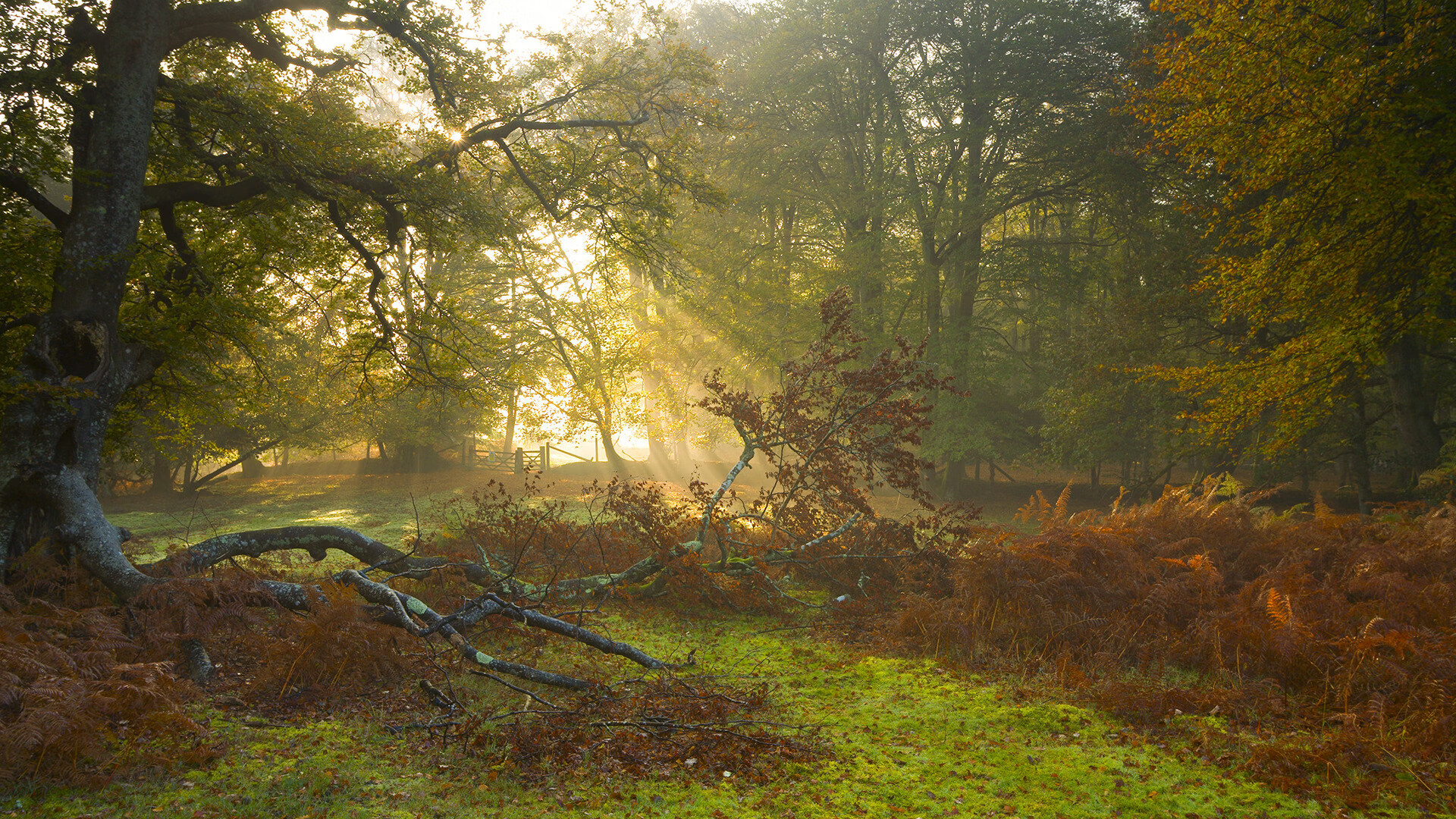 爱游戏-《电竞赛事现场：激烈对抗引爆全场》，电竞比赛场景
