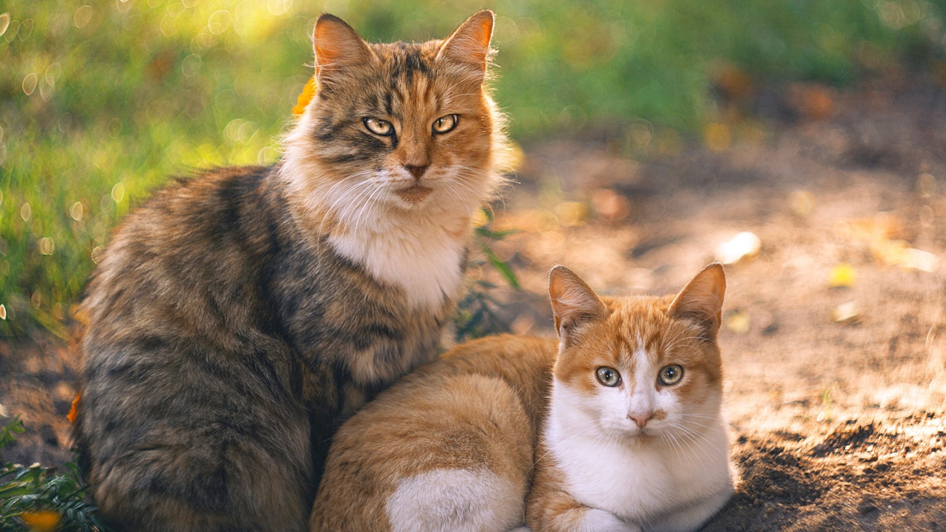 AYX GAMING-《电竞赛事的“黑马”战队逆袭奇迹》，电竞圈黑马