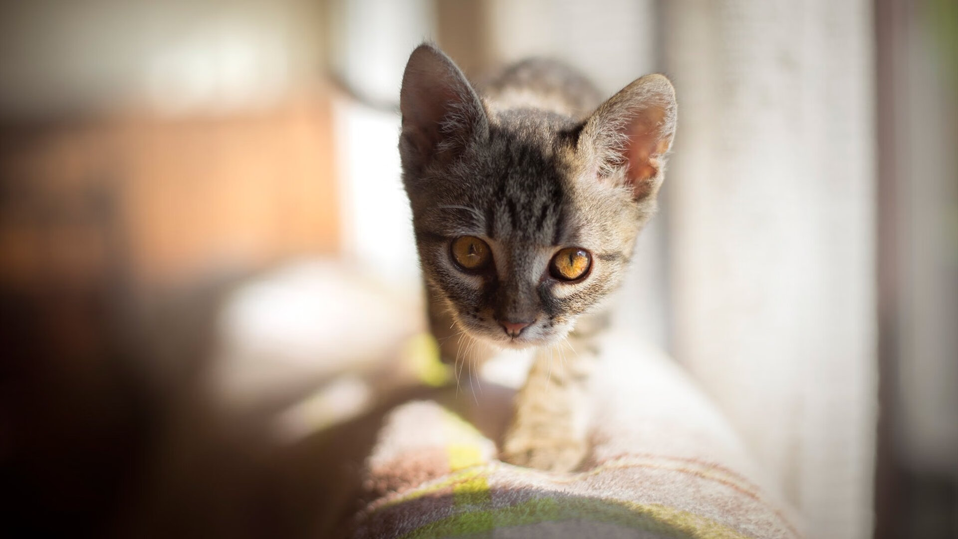 巴西男篮在巴黎奥运会小组赛中取得首胜,巴西男篮落选赛