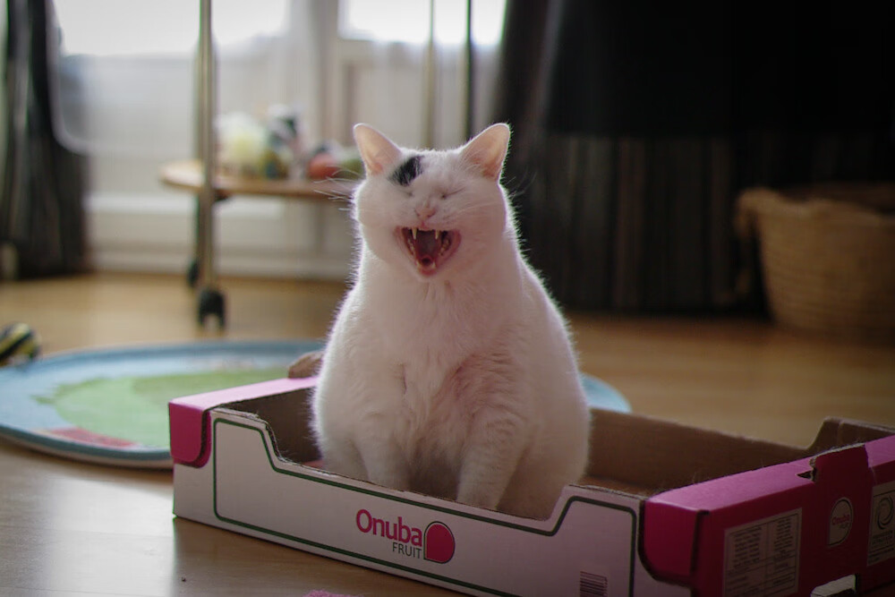 意甲队伍引入新技术,用科技提升表现,意甲引入中国