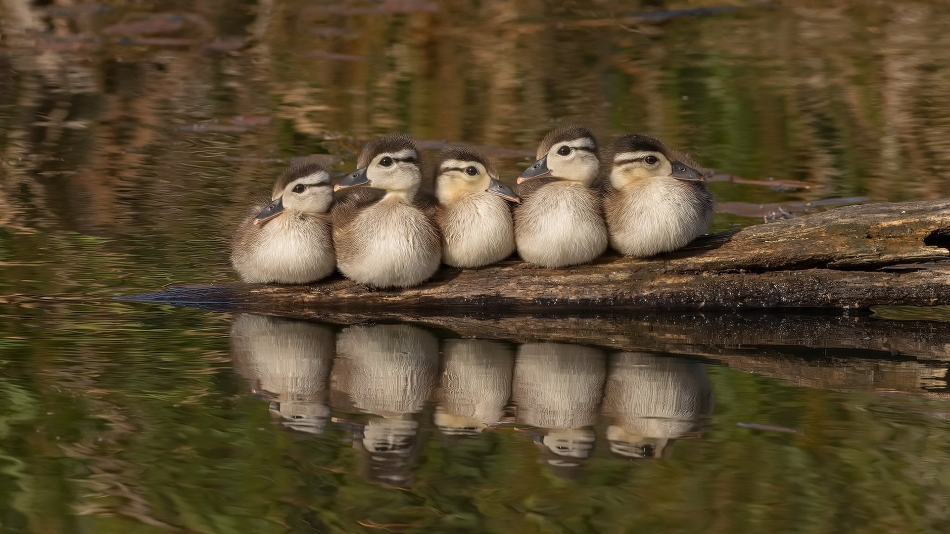 球迷“云支持”:线上线下的互动新体验,线上球赛