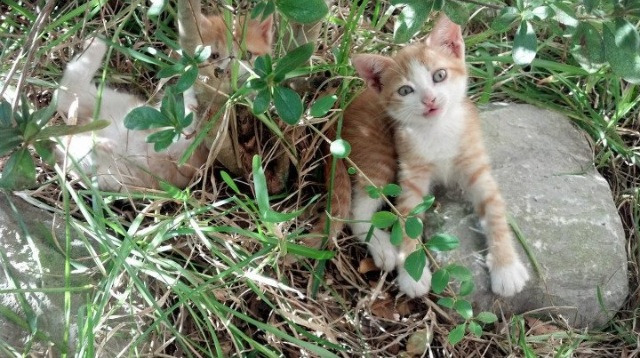 青少年足球持续火热,青训试点城市经验继续推广应用,青少年足球训练营