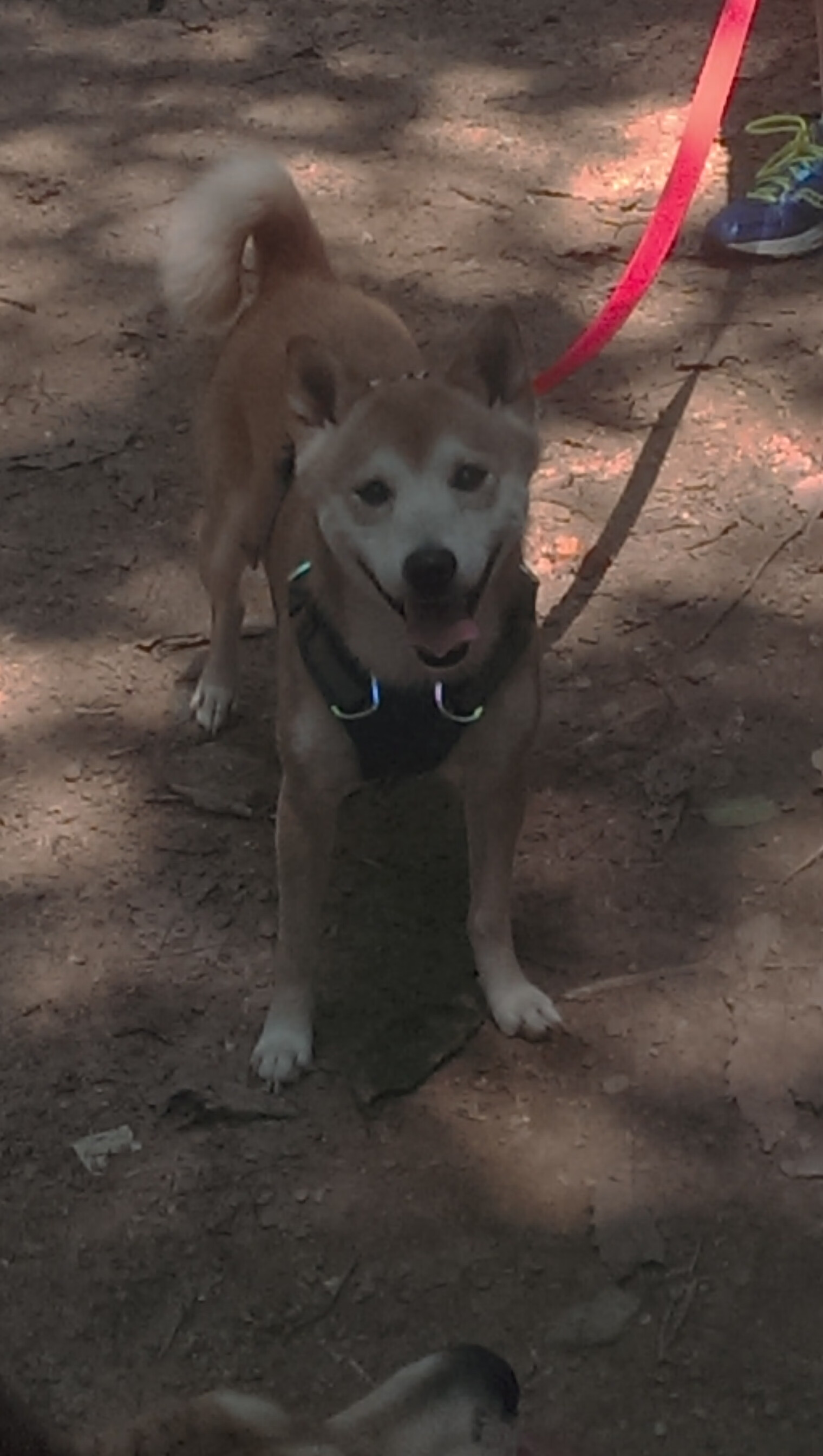 爱游戏中国官方网站平台-Aster训练营全力备战，aster战队基地在哪