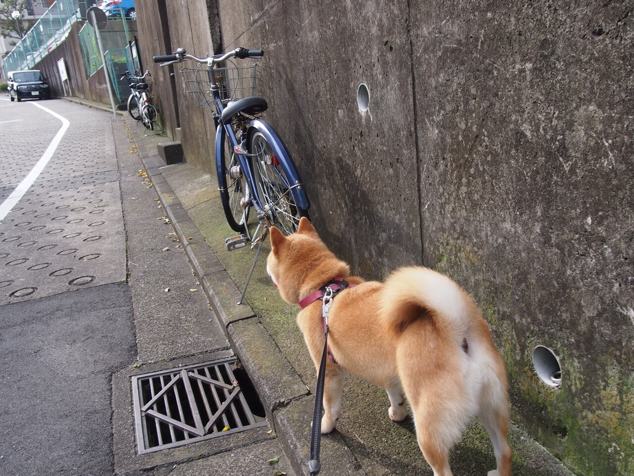 AYX体育官网-女足世界杯各国球队表现分析，女足世界杯名单上篇