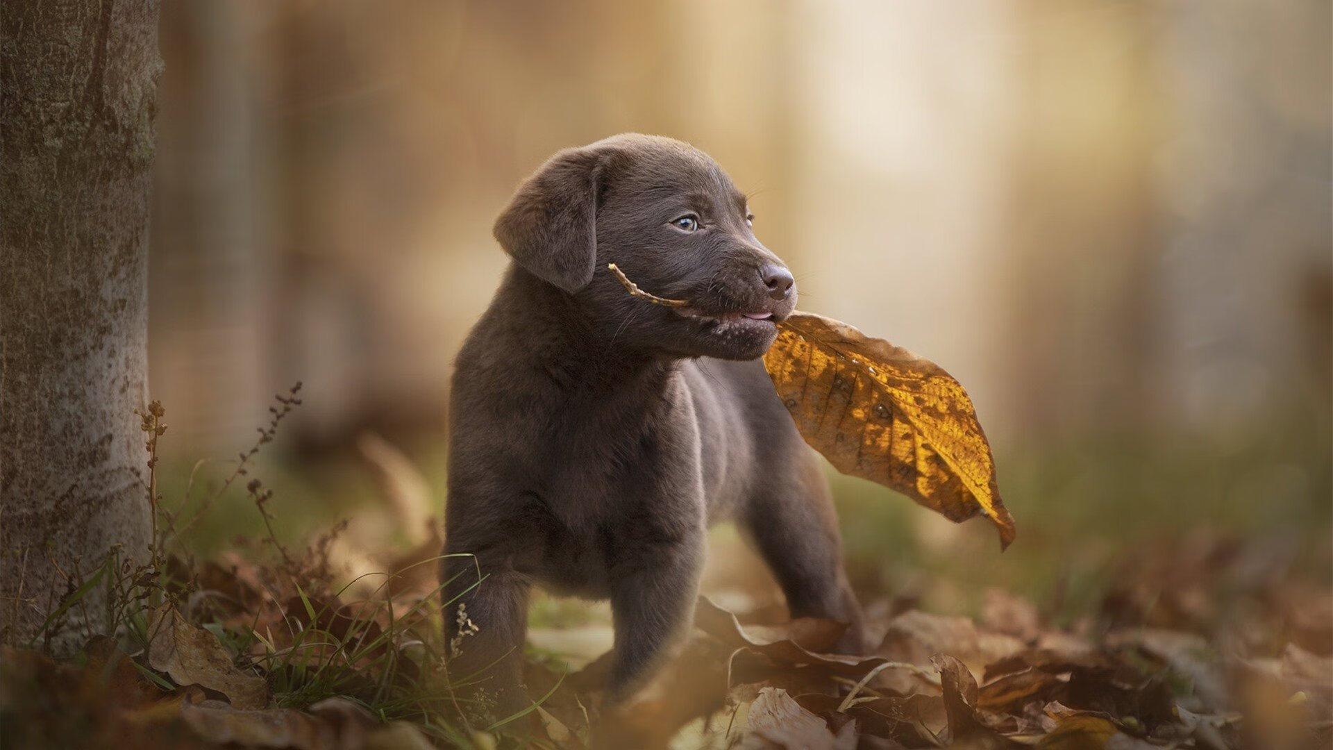 爱游戏中国官方登录入口网站-德国骑手拉里萨·保利斯在2024年巴黎奥运会盛装舞步比赛中获得第七名，展现出色表现。