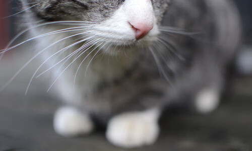 AIYOUXI.COM-德国骑手格里高利·瓦特莱特在2024年国际马术联合会障碍赛世界巡回赛中获得个人第五名，展现坚韧精神。