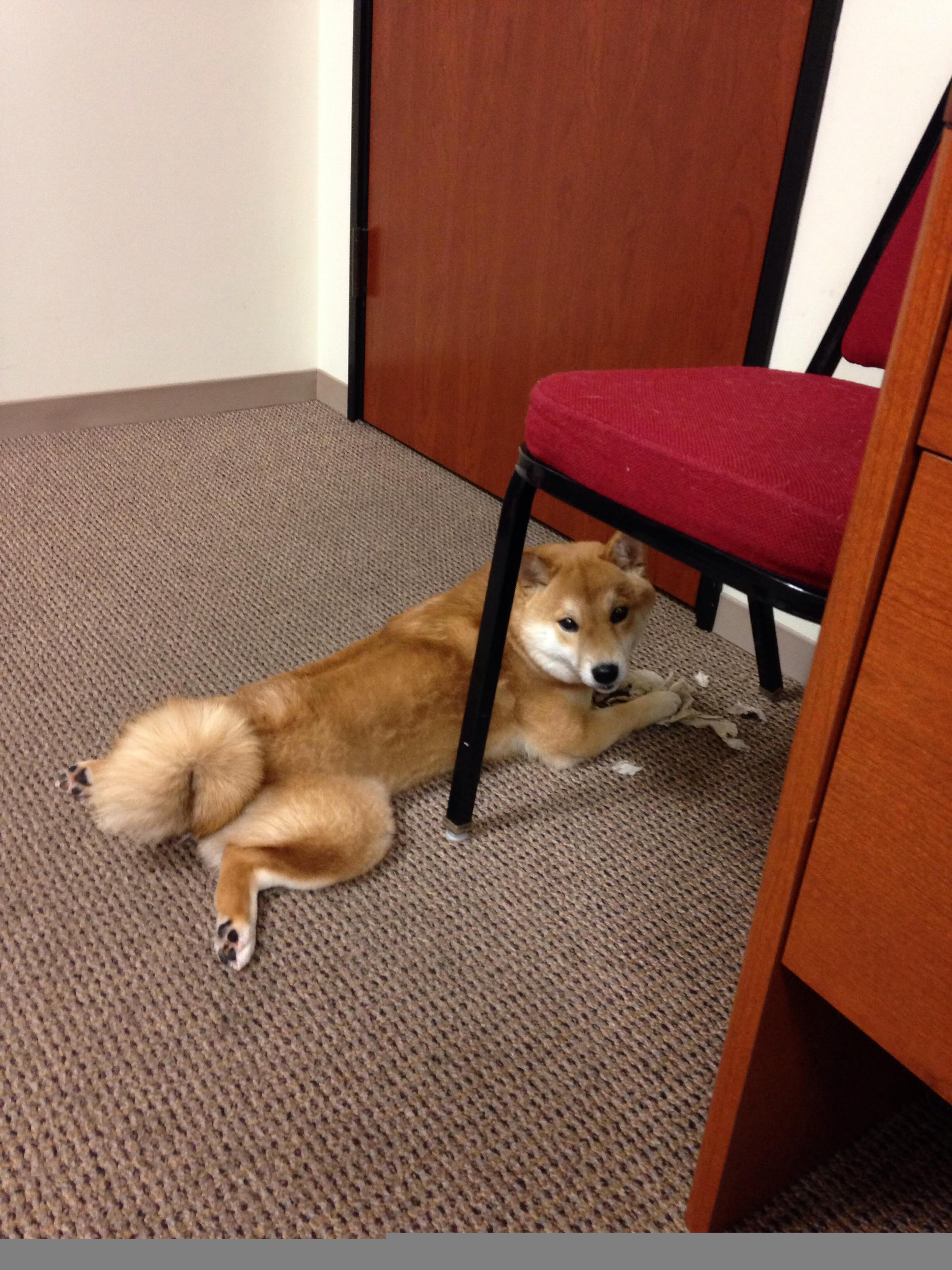 爱游戏登录入口-谢菲联中场控制力强，刀锋战士欲保级成功，谢菲联战术