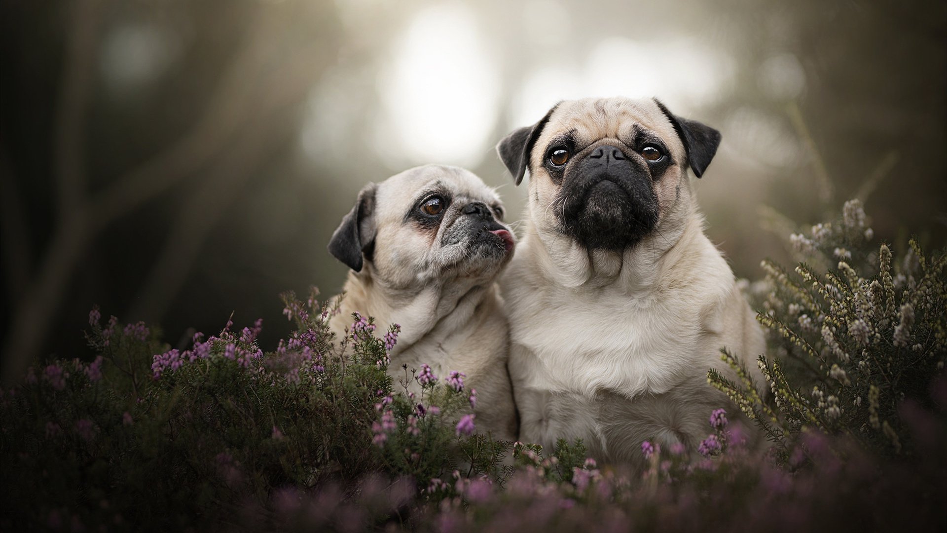 全国健身健美锦标赛选手展现完美身材,全国健美健身竞赛