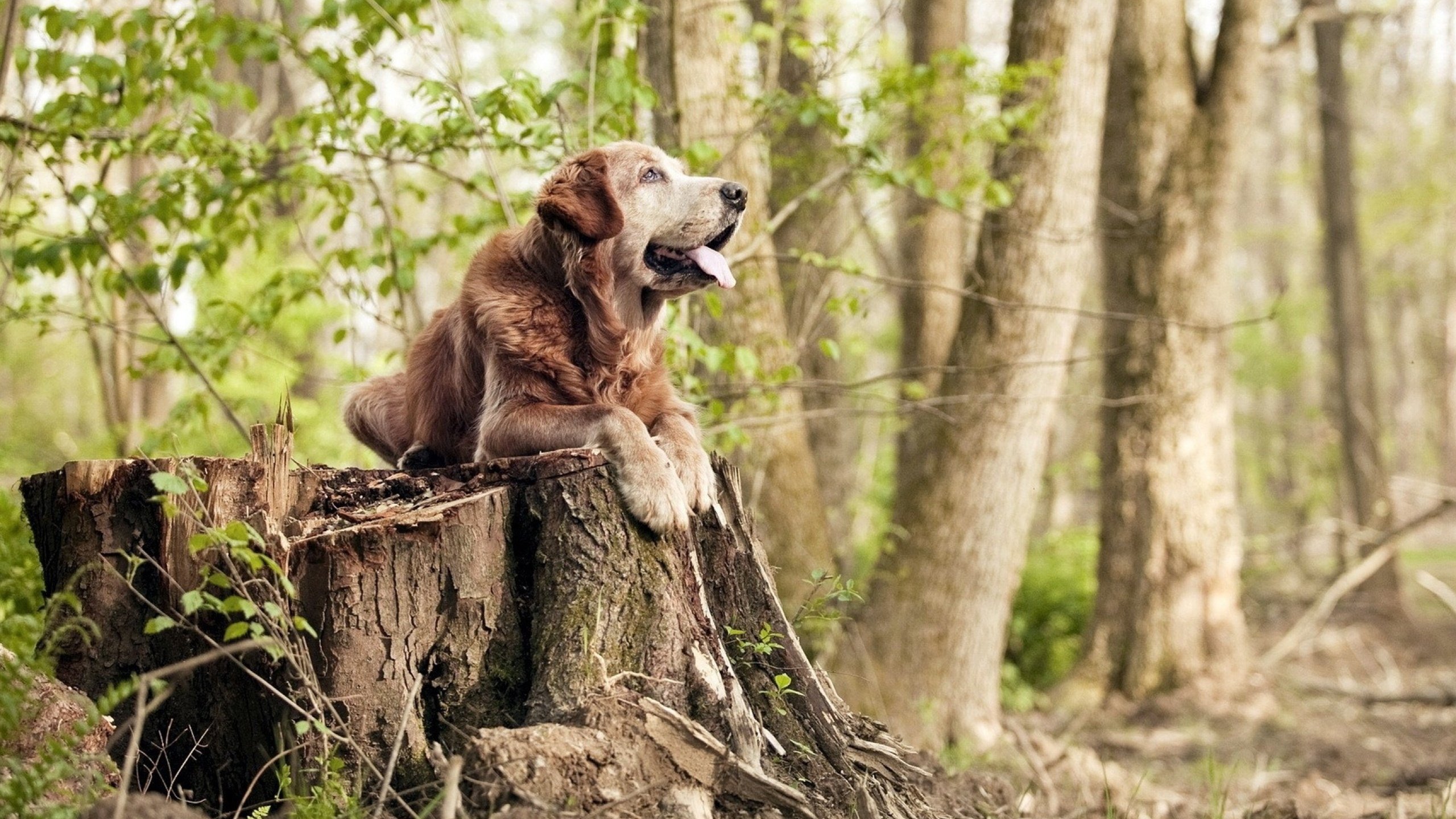 爱游戏电竞官网-国家队技战术创新动力不足，国家队技战术创新动力不足的原因