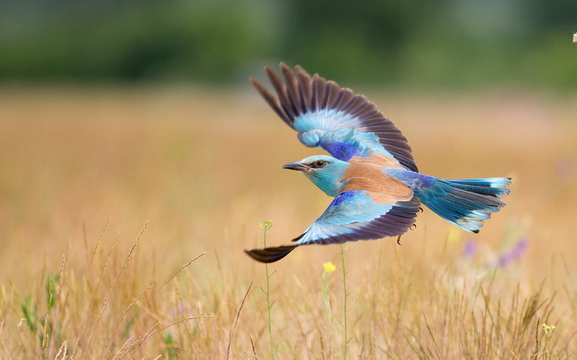 国际乒联混合团体世界杯:中国香港队的综合实力再度升级,香港乒乓球团体