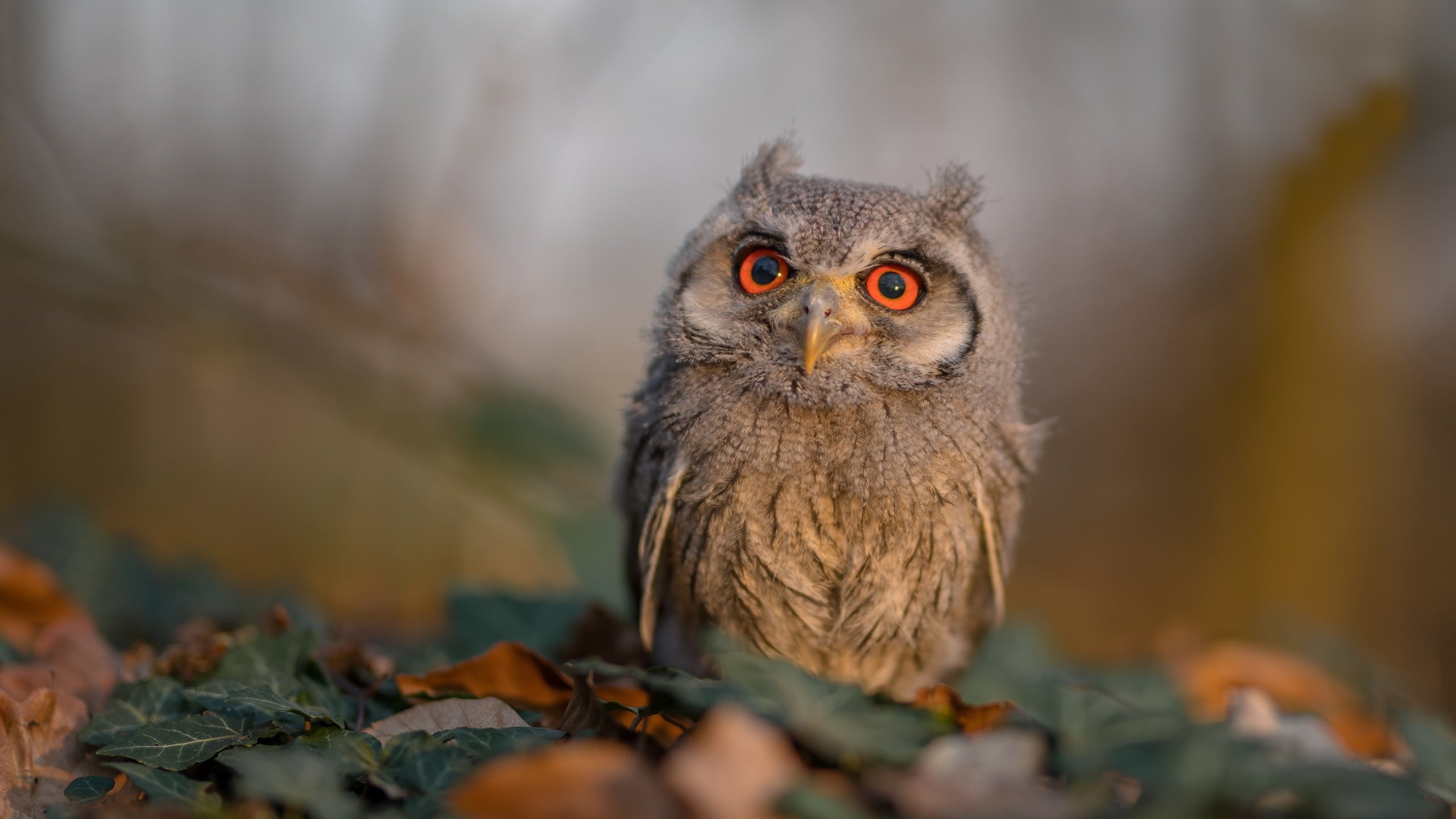 校园足球赛事关注度难以提升,校园足球关键词