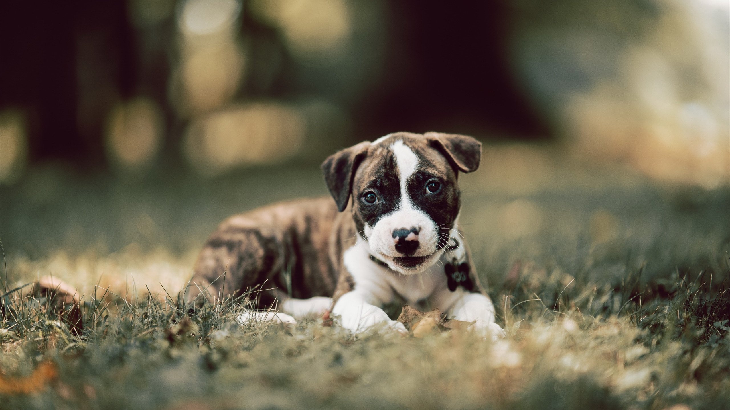 库里训练赛表现亮眼季前赛前景被看好,库里训练视频教学视频