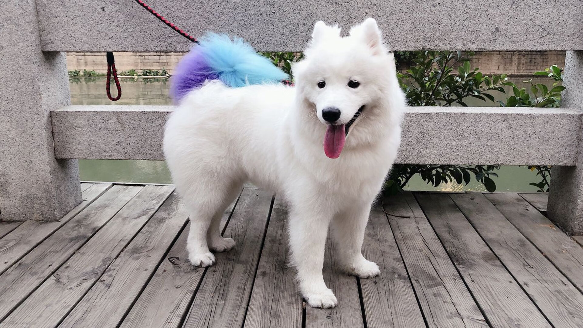 格鲁吉亚女篮在欧洲锦标赛中表现优异,勇登国际舞台,格鲁吉亚参加过欧洲杯吗