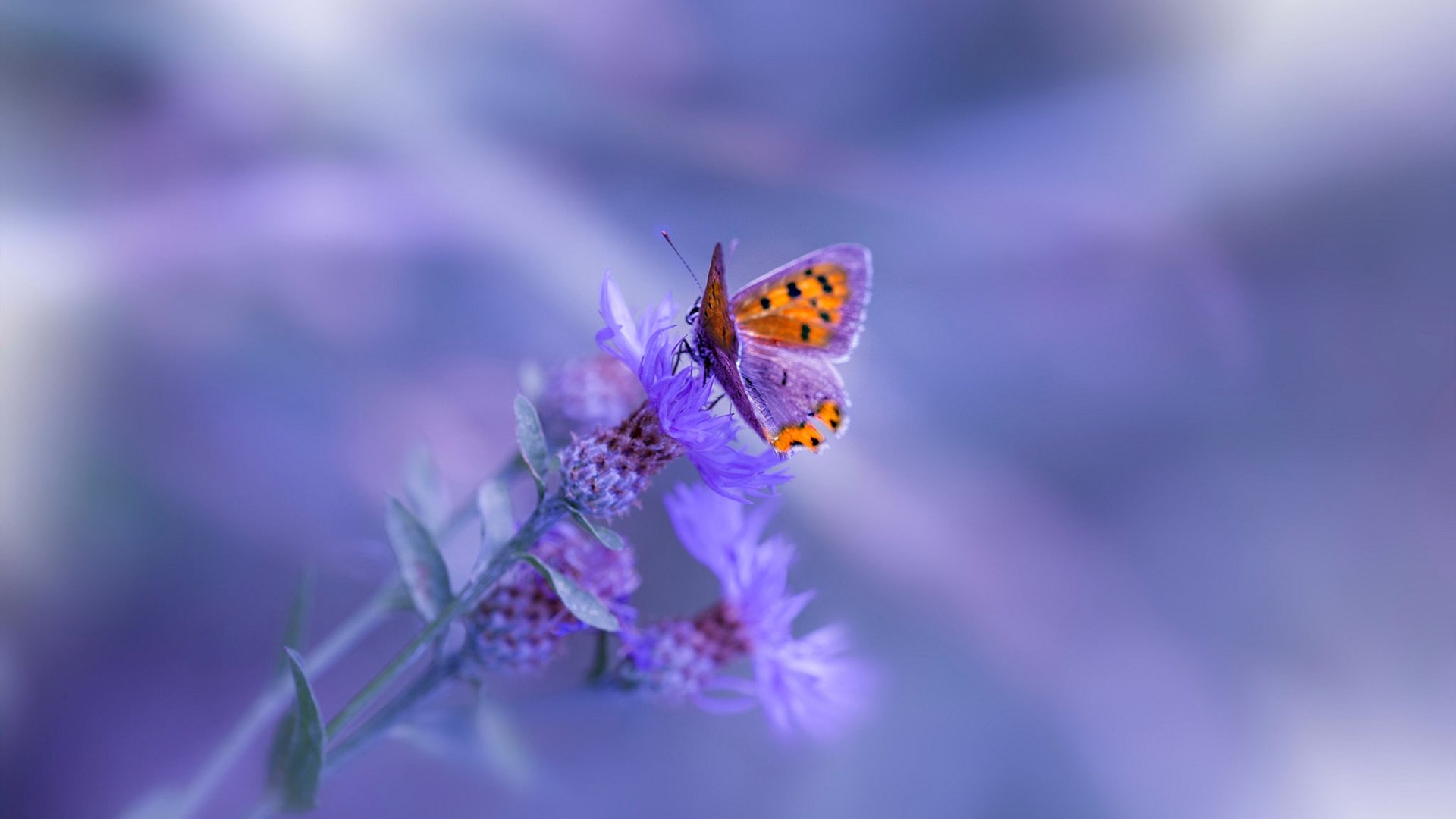 AYX SPORTS-马拉维男篮在非洲锦标赛中突破自我，创造历史新辉煌，非洲马拉维说什么语言